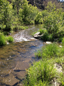 Photo of stream flowing through green riparian area