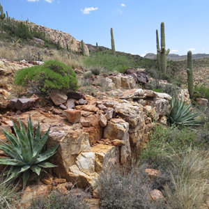 Photograph of Dripping Springs land exchange parcel