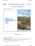 Thumbnail image of Creosote Bush webpage