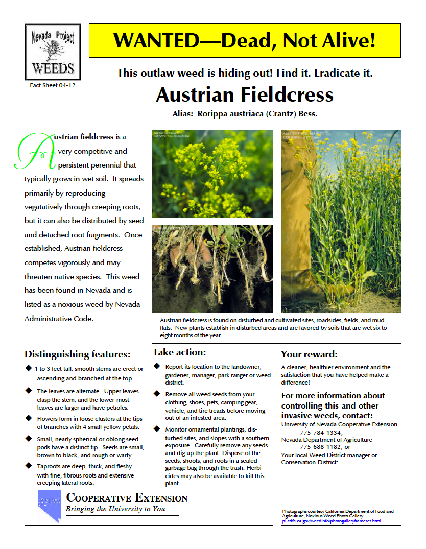 Thumbnail image of document cover: Wanted dead, not alive! This outlaw weed is hiding out! Find it. Eradicate it. Austrian Fieldcress